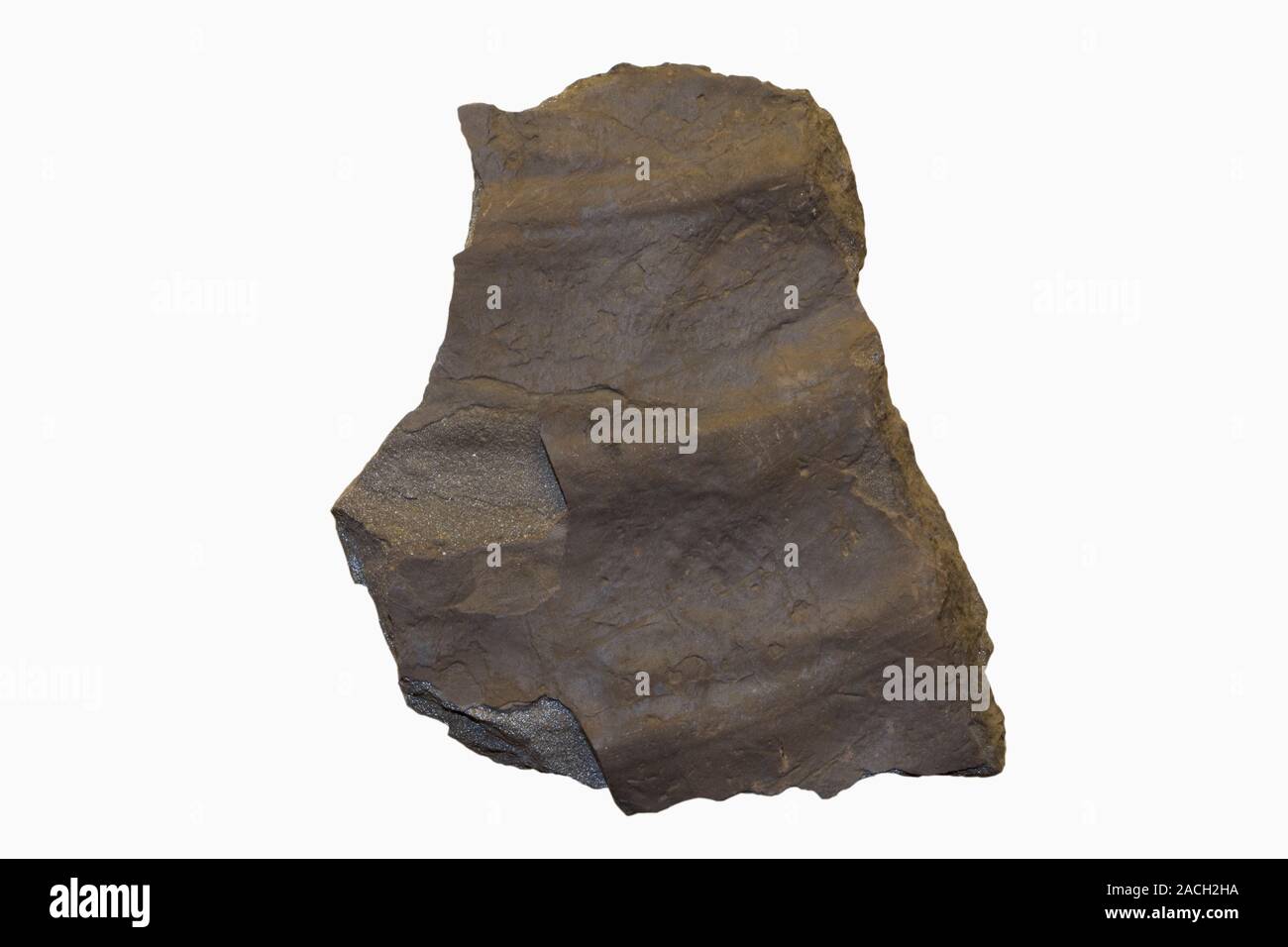 Shale with fossilized ripple marks Stock Photo