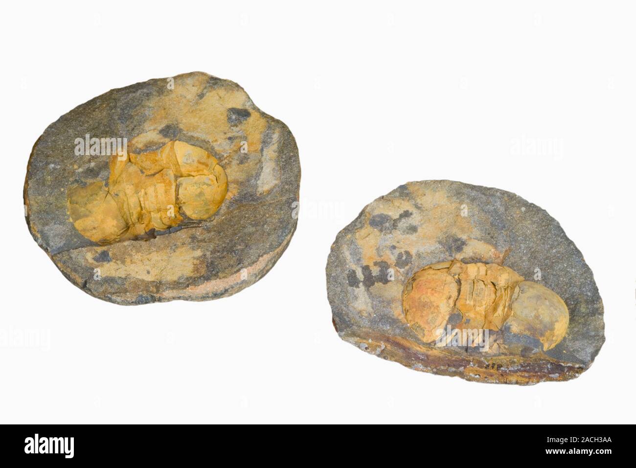 Mold and cast of a Trilobite, Ordocician, Herault, France. Stock Photo