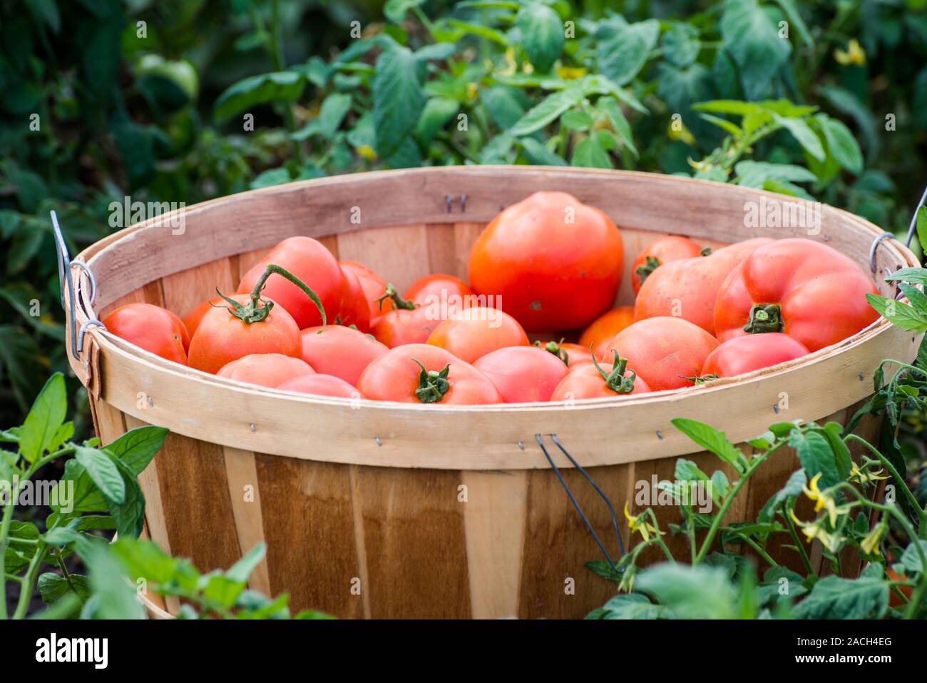 Bushel of tomatoes hires stock photography and images Alamy
