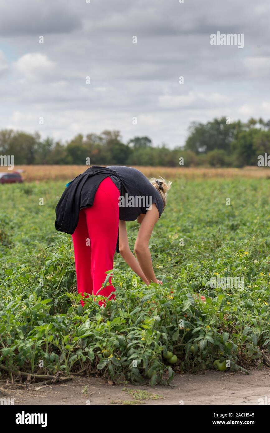 Woman picking a organic, red tomatoes on a farm Stock Photo - Alamy