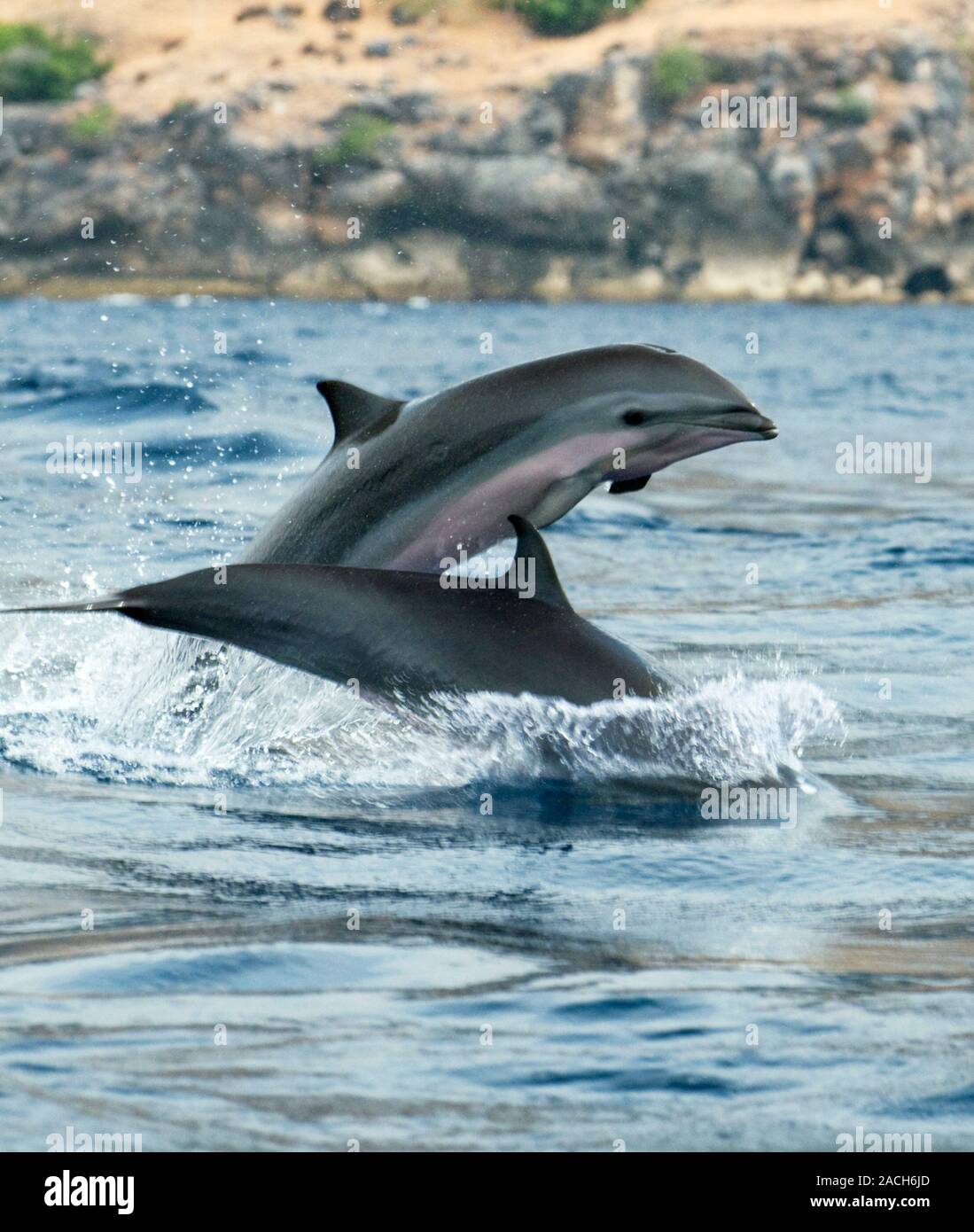 Хвост дельфина