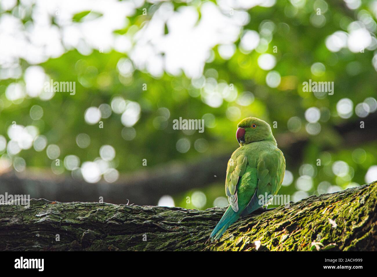 The rose-ringed parakeet, also known as the ring-necked parakeet, is a medium-sized parrot in the genus Psittacula, of the family Psittacidae. Stock Photo