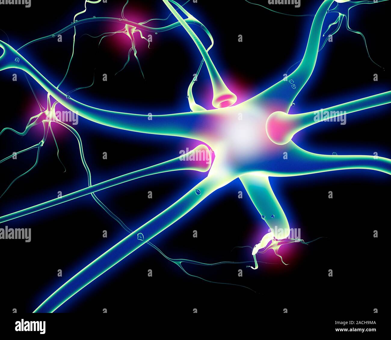 Nerve cells and synapses. Computer artwork of nerve cells, or neurons ...