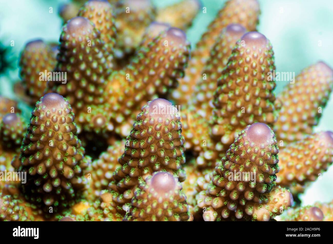Acropora plate coral polyps. Close-up of polyps from an Acropora ...
