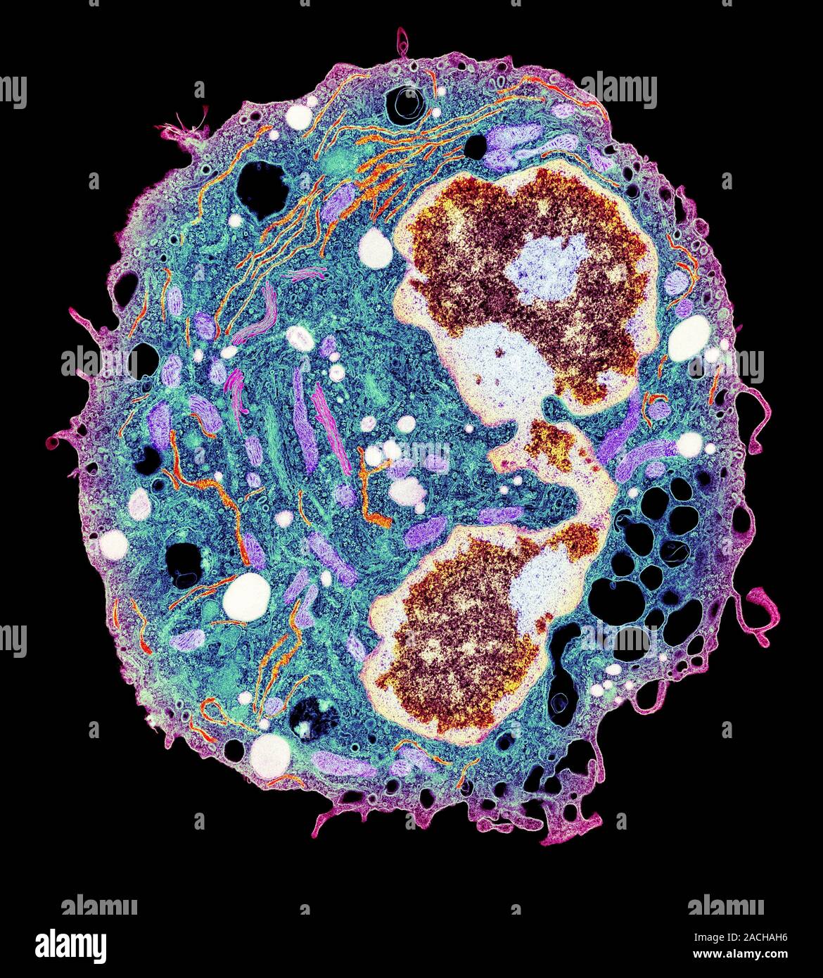 Wbc Em White blood cell. Coloured transmission electron micrograph (TEM) of a ...
