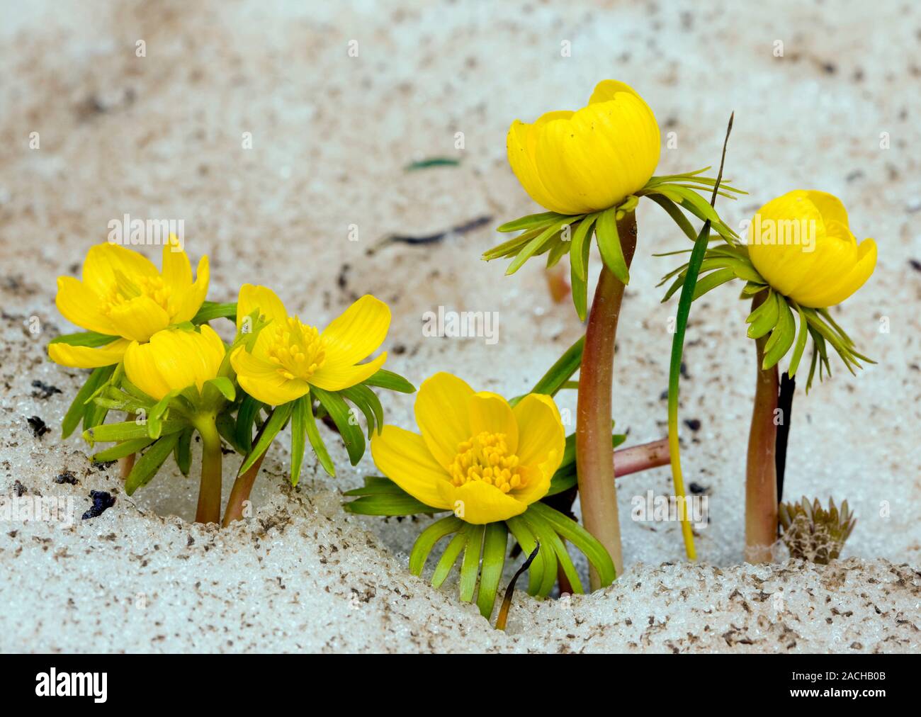 Winter Aconites (Eranthis cilicica) flowering at the snow-line in the ...