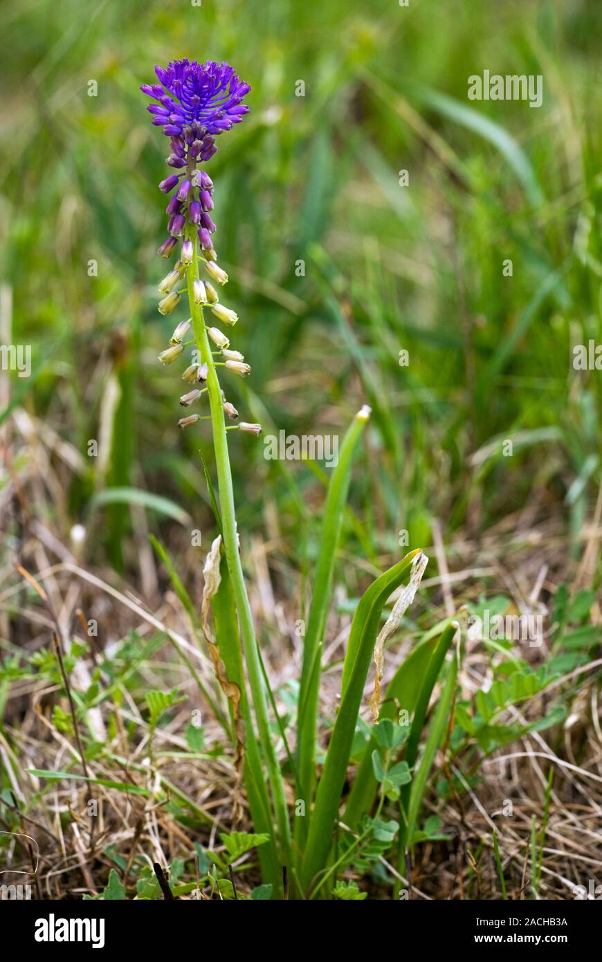 Tassel Hyacinth (Muscari comosum) flowers. Stock Photo