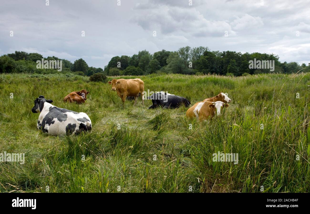 Cattle grazing on Market Weston fen nature reserve in Suffolk, UK Stock ...