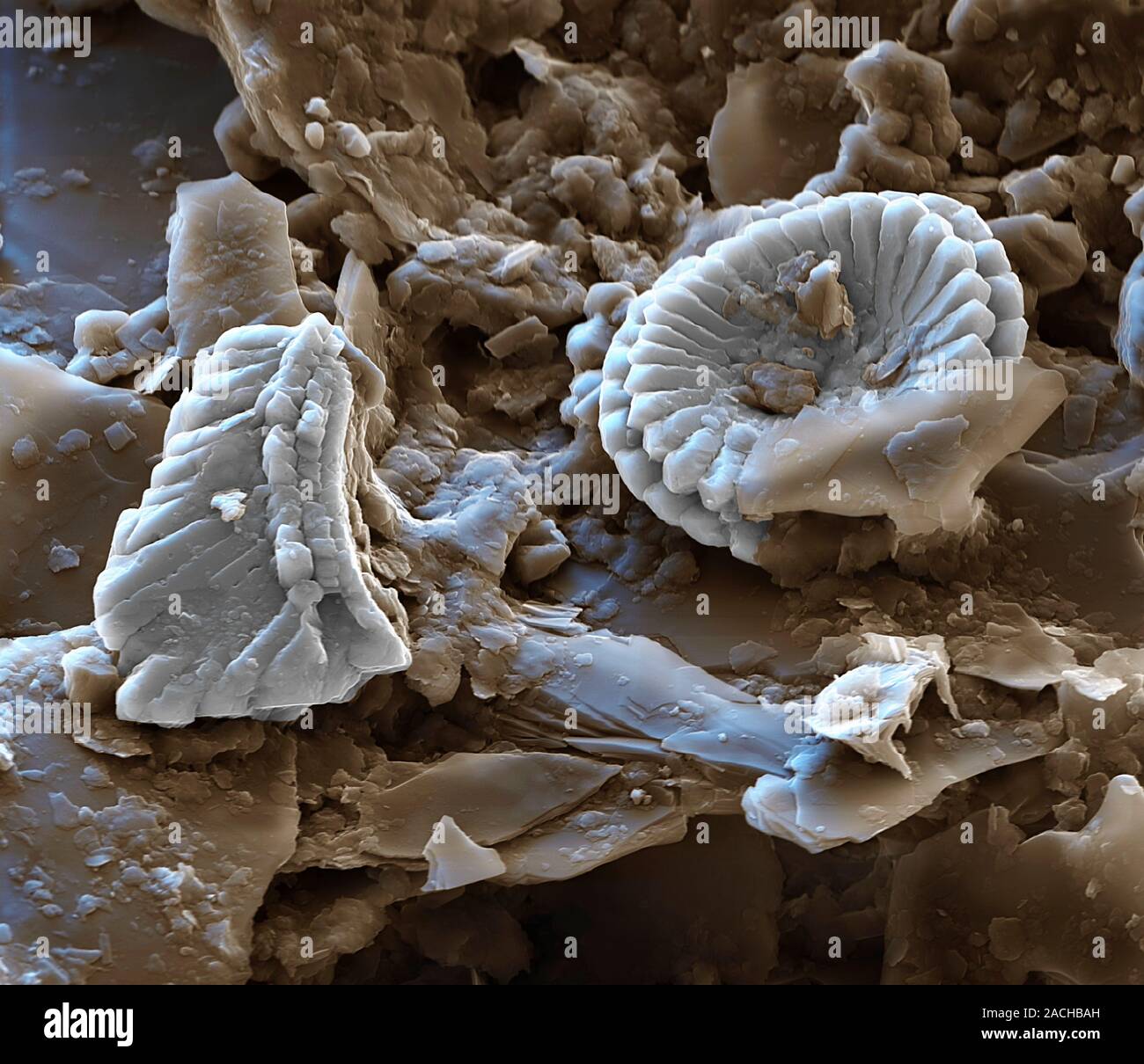 Clay-based paint. Coloured scanning electron micrograph (SEM) showing ...