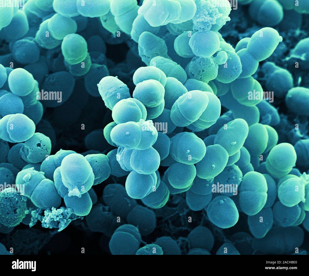 Staphylococcus Epidermidis Bacteria Coloured Scanning Electron