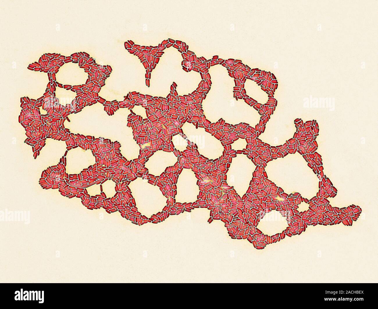 Bacteria contamination. Coloured transmission electron micrograph (TEM