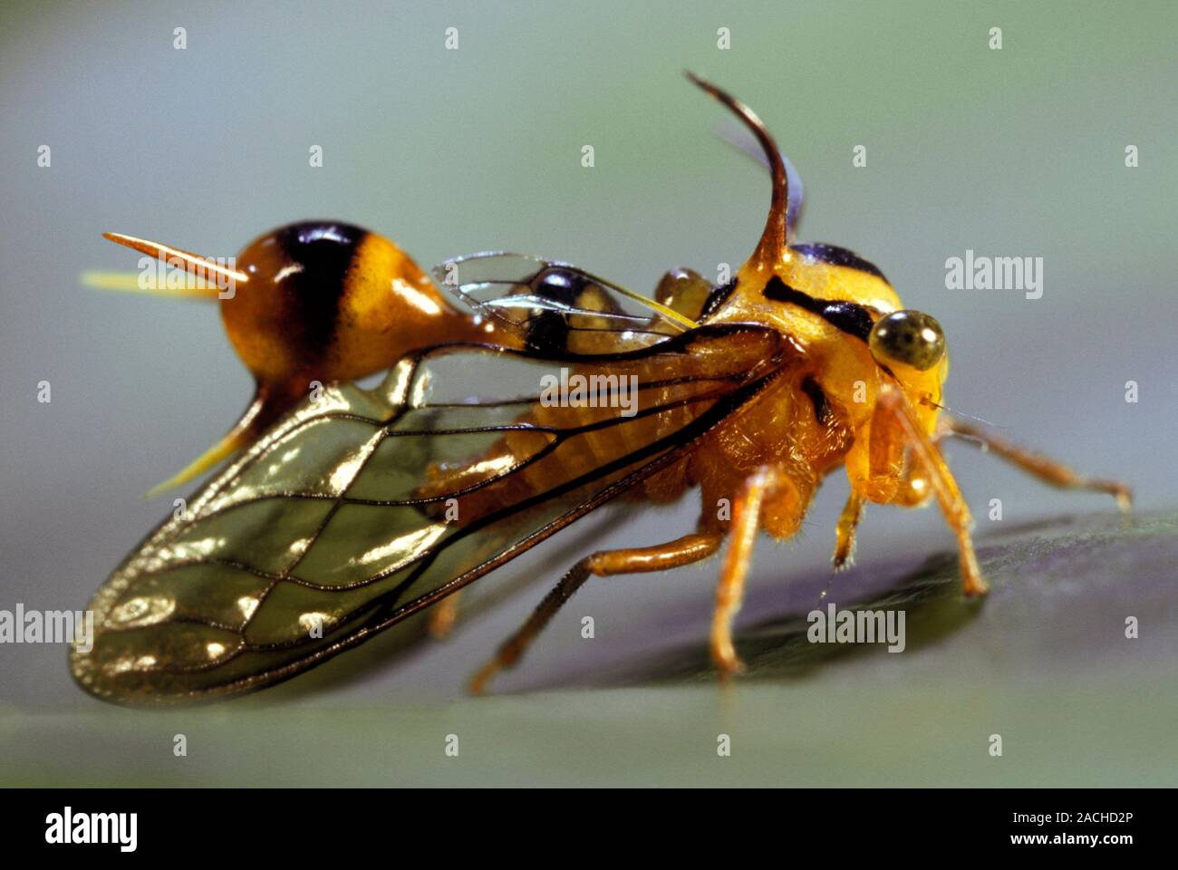 Treehopper (Heteronotus maculatus) on a leaf. Treehoppers (family ...