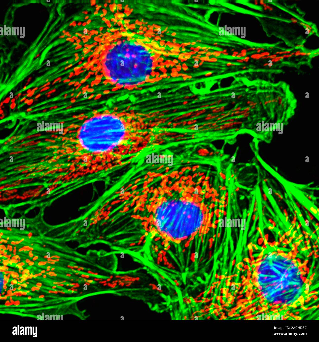 Клетка способная захватывать. Цитоскелет конфокальная микроскопия. Митохондрия конфокальная микроскопия. Флуоресцентная иммуногистохимия. Митохондрии в нейронах.