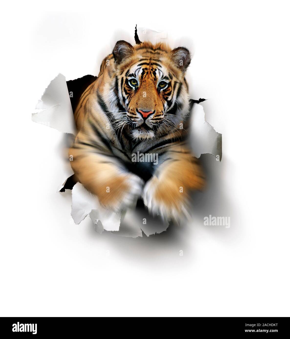 Tiger. Computer artwork of a tiger jumping through a paper wall. Stock Photo