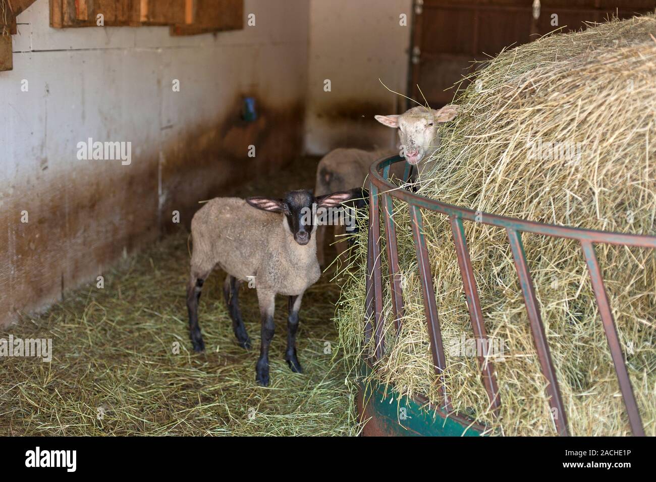 Black face sheep in hay barn Stock Photo