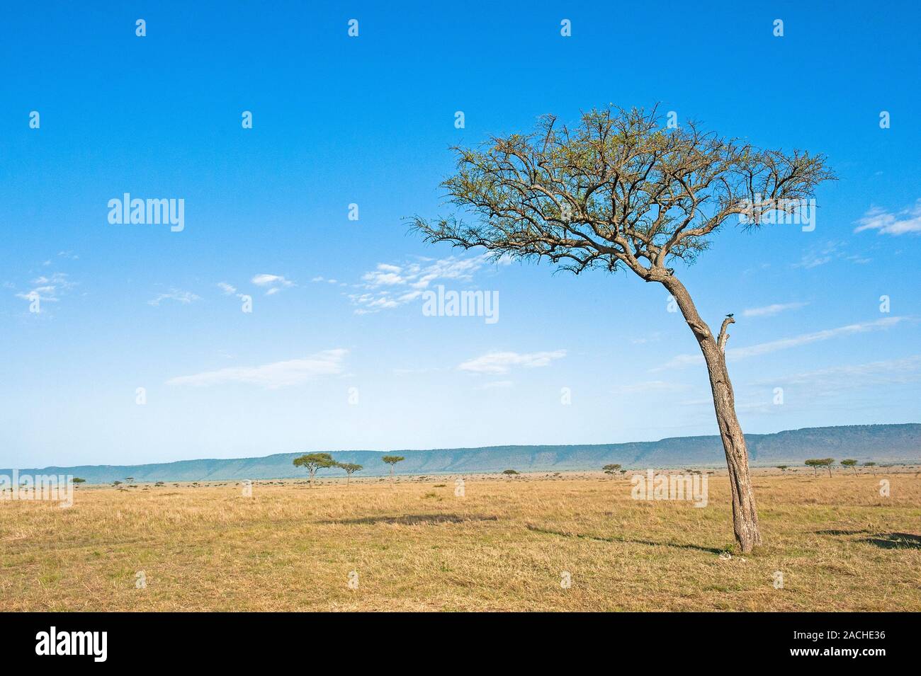 Lone acacia tree in the Maasai Mara Stock Photo