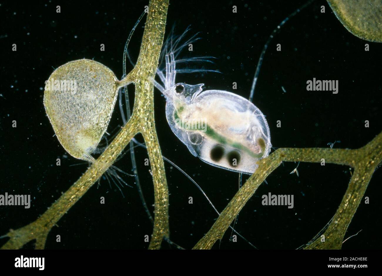 Greater bladderwort (Utricularia vulgaris) and water flea (Daphnia sp