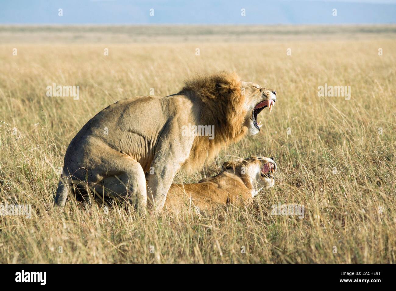 African lions (Panthera leo) mating. Lions breed year round, with the ...