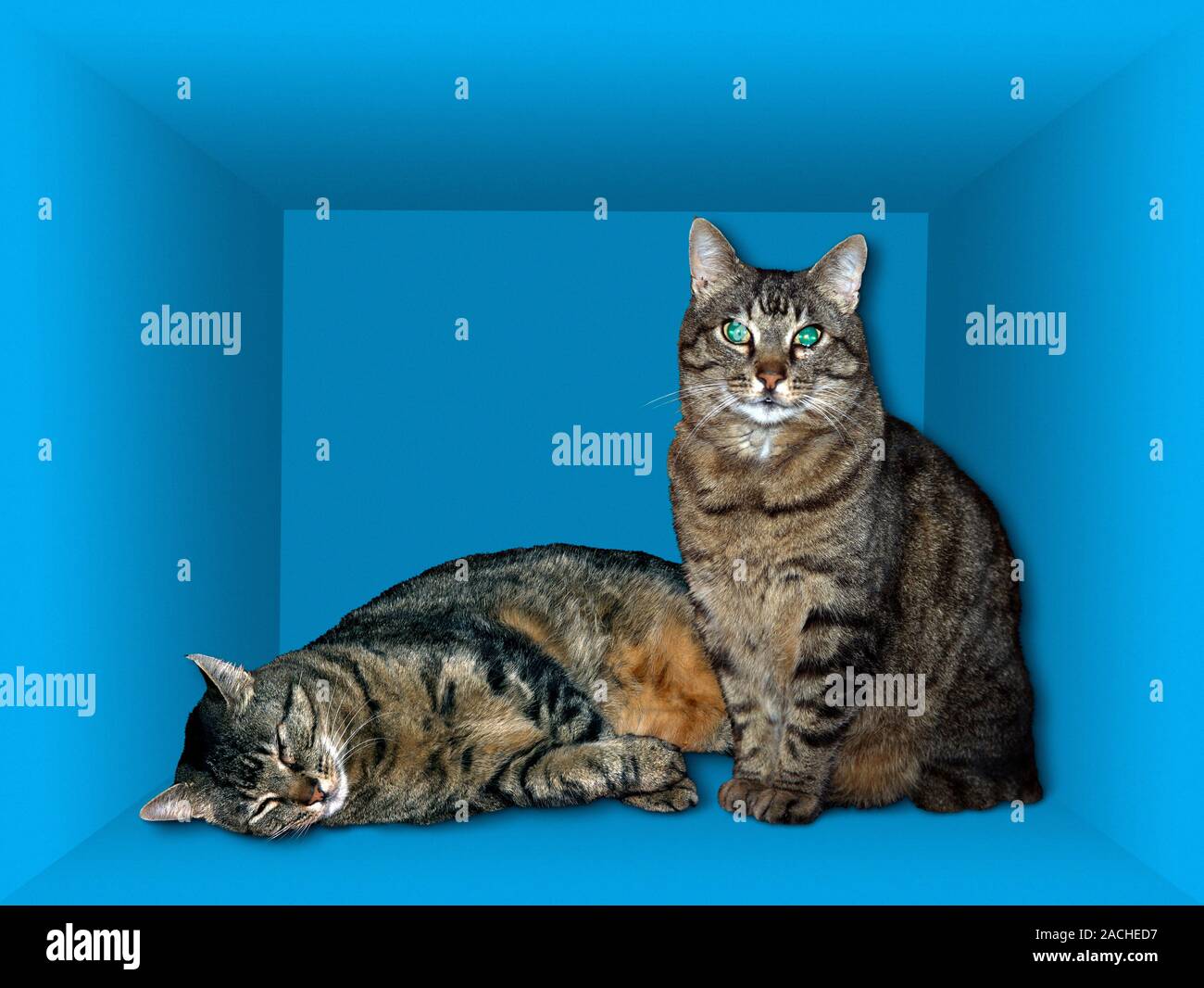 Schrodinger's cat. Artwork showing a cat both dead and alive inside a ...