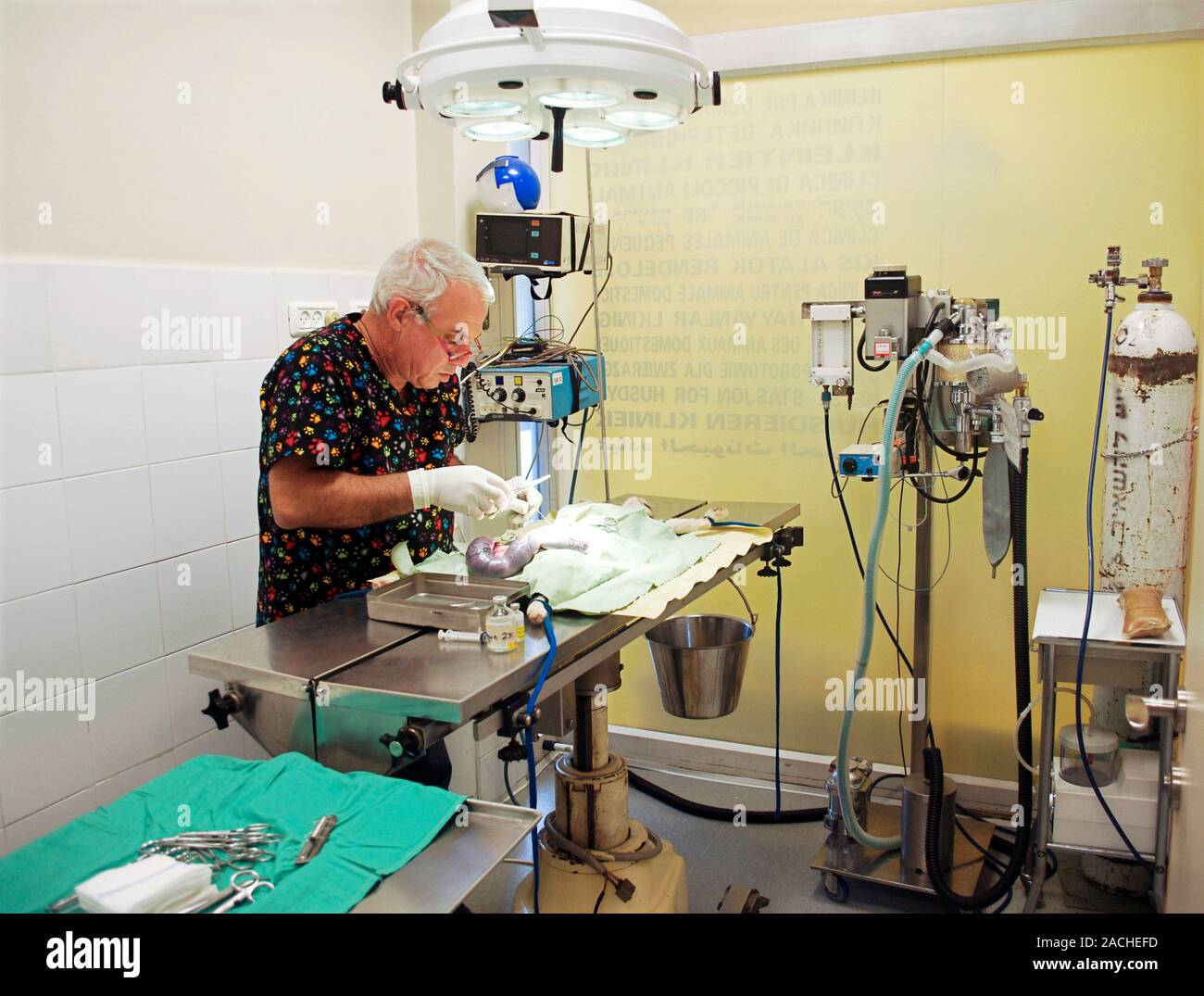 Animal surgery. Vet neutering a pregnant stray cat. Here he is removing