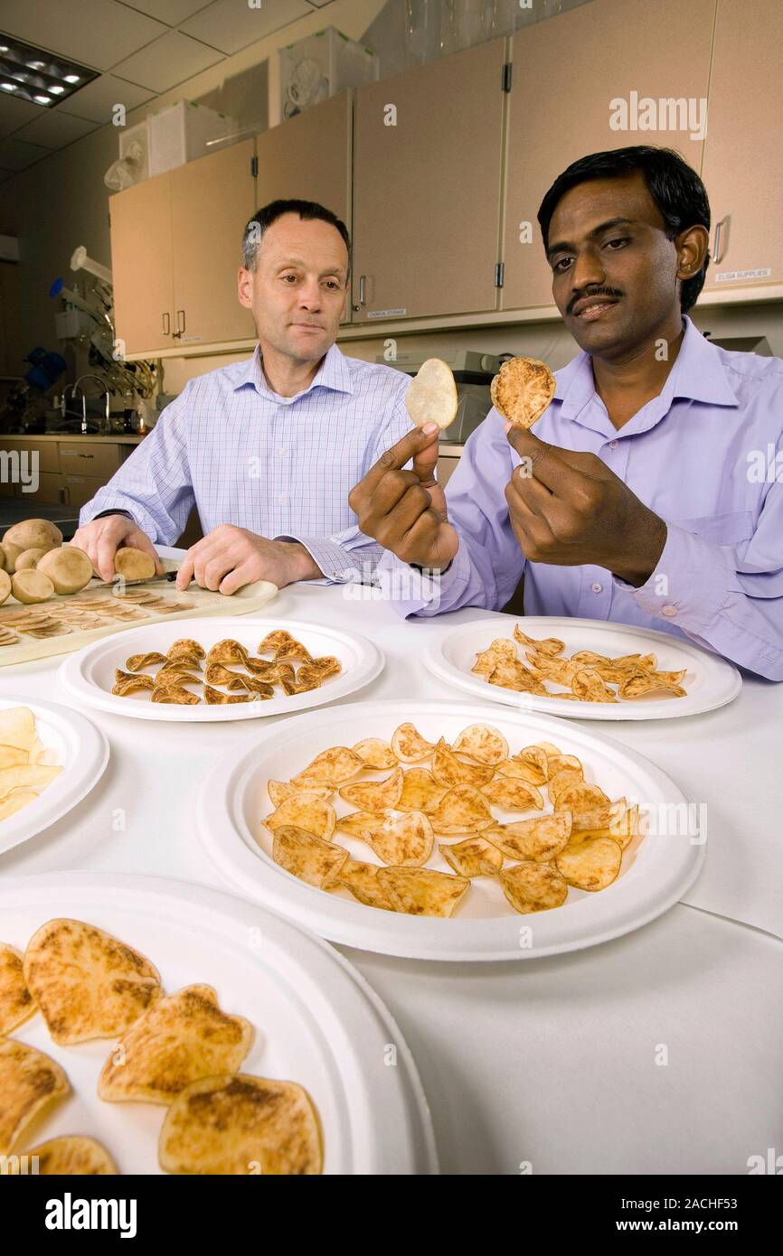 Zebra chip disease research. Scientists comparing crisps from a healthy
