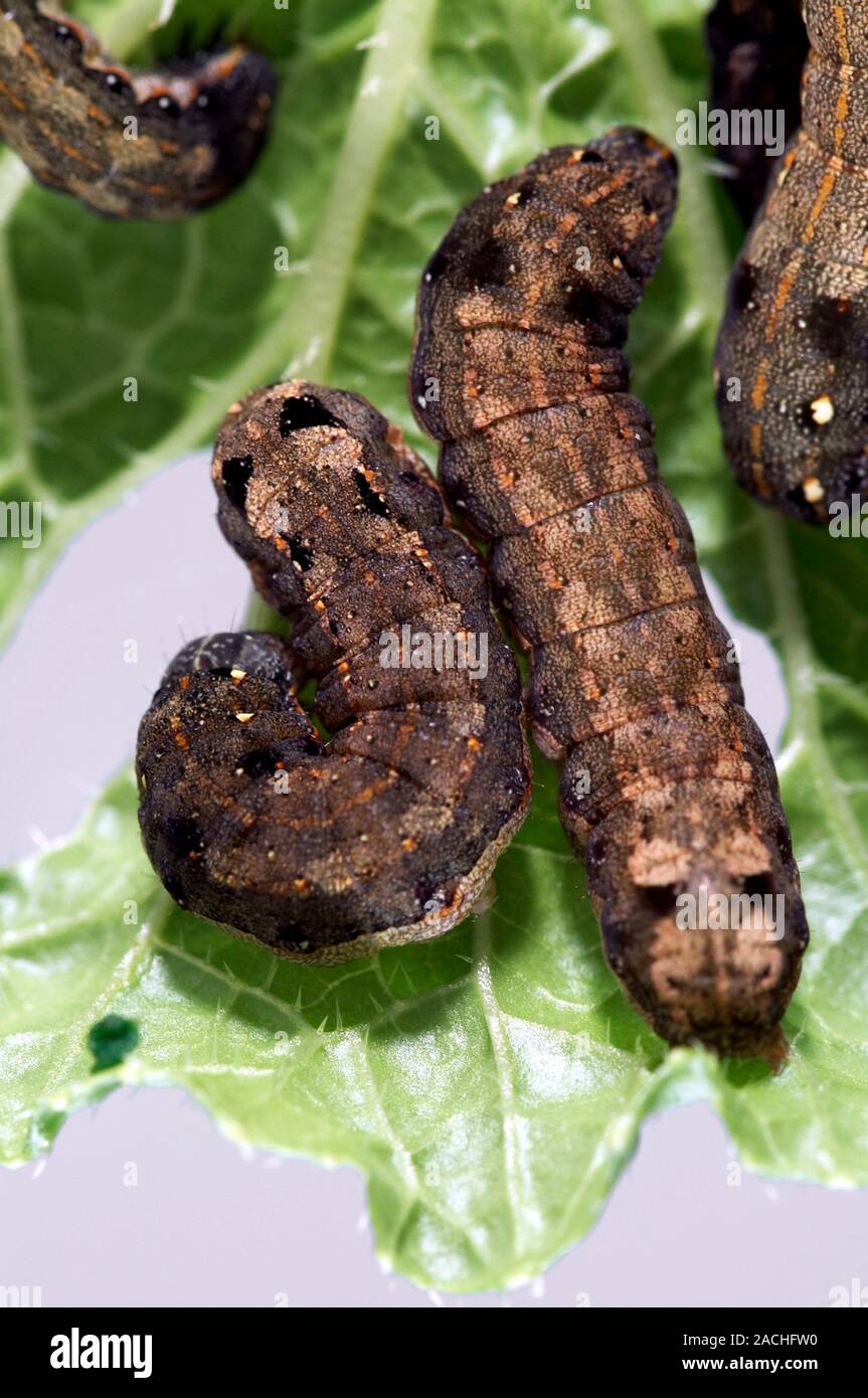 Tobacco cutworms. Larvae of the oriental leafworm moth (Spodoptera