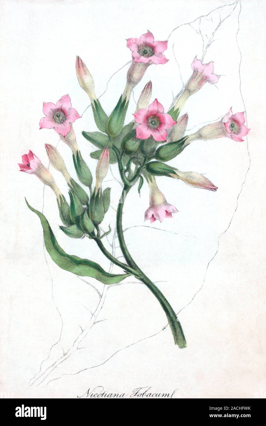 Tobacco flowers (Nicotiana tabacum) in front of a magnified drawing of a  leaf from the same plant. This shrub, native to tropical America, produces  th Stock Photo