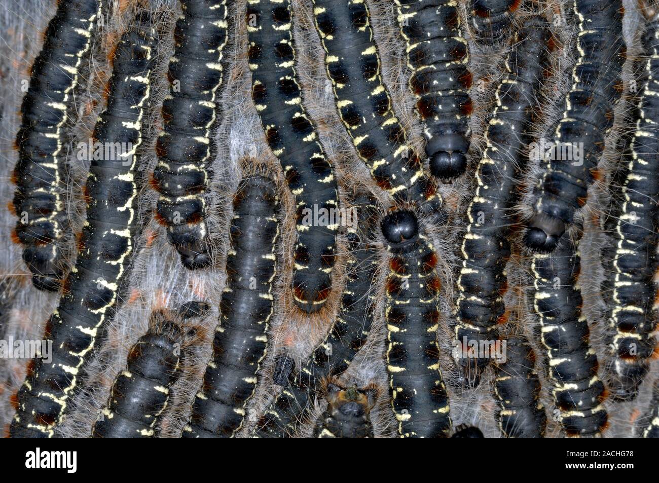 pine-processionary-moth-caterpillars-larvae-of-the-pine-processionary