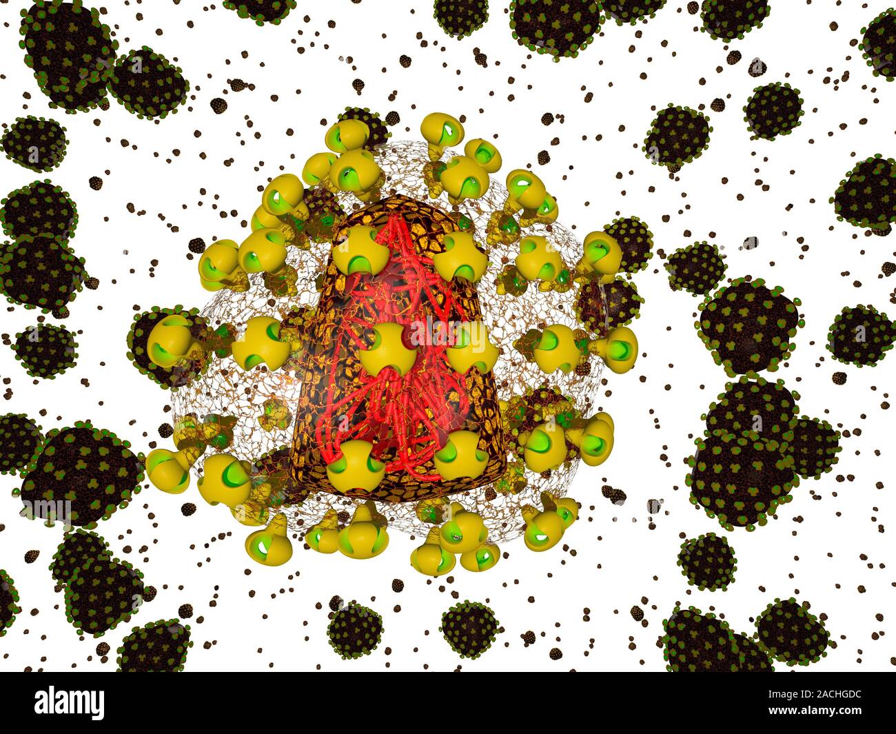 HIV particles. Computer artwork of HIV (human immunodeficiency virus ...