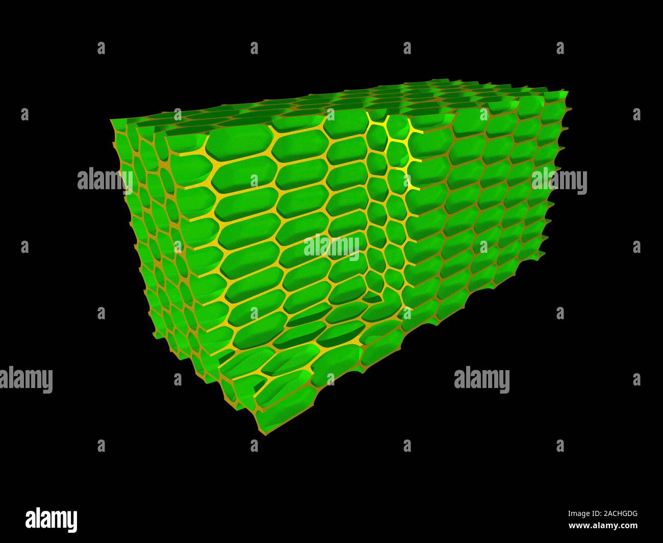 Cell walls. Artwork of a group of walled cellular structures similar to ...