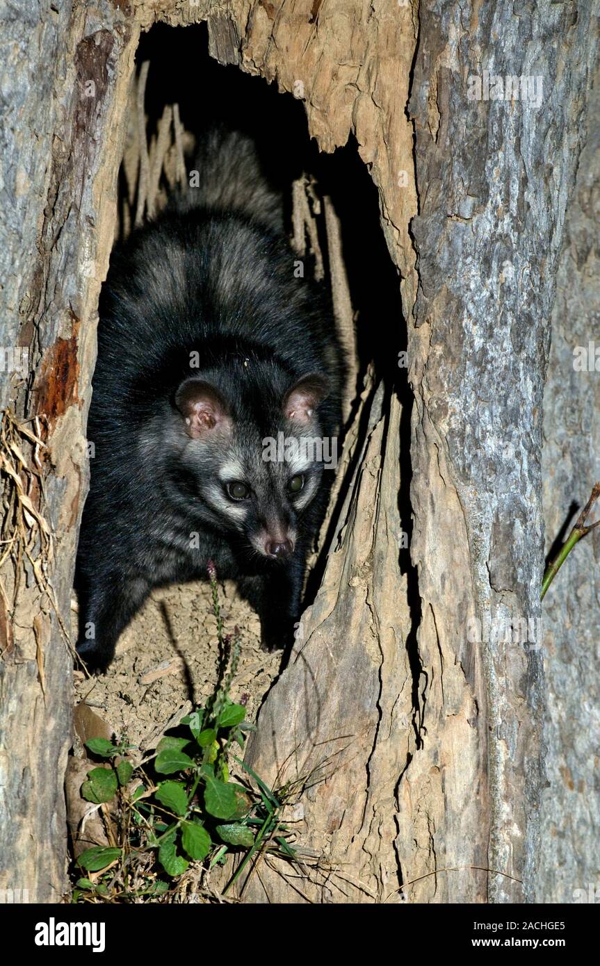 Common palm civet (Paradoxurus hermaphroditus) in a hole in a tree. This  omnivorous mammal is found in India, Sri Lanka, south-eastern Asia and  southe Stock Photo - Alamy