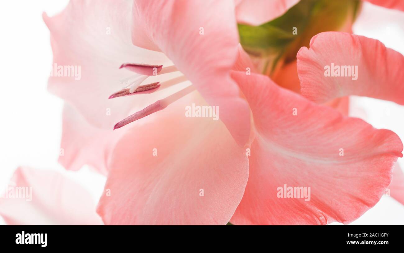 Gladiolus sp. flower. For an Xray image of this flower see C007/0203