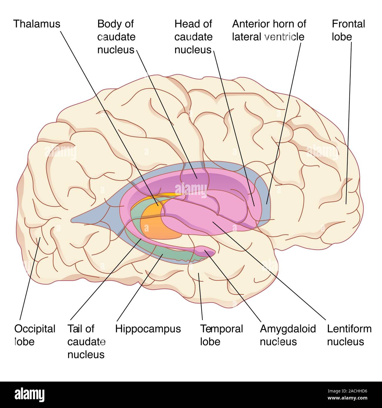 Хвостатое ядро мозга. Миндалевидное ядро головного мозга. Хвостатое ядро головного мозга анатомия. Гиппокамп и хвостатое ядро. Лимбическая система миндалевидное тело.