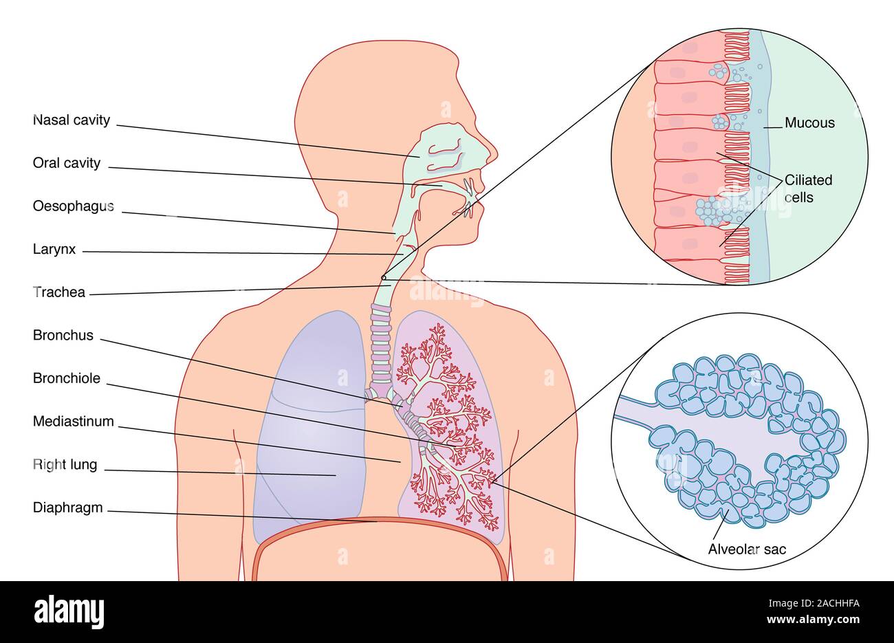 Respiratory tract. Computer artwork showing the various stages and ...