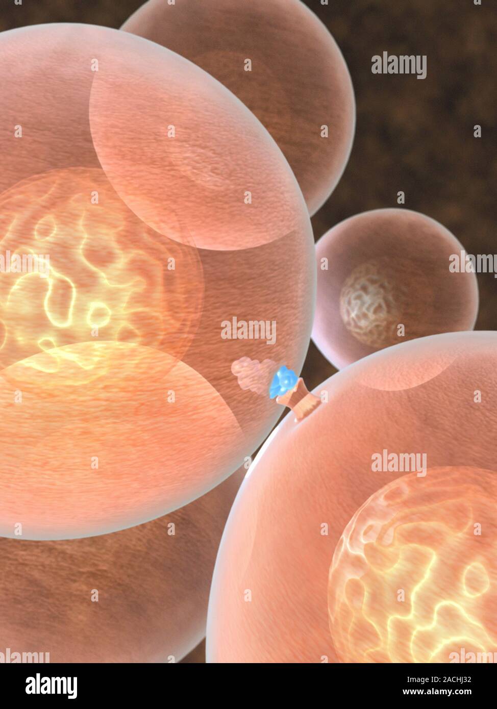 Cell Signalling Graphics Cell signalling. Computer artwork of a cell signalling molecule ...