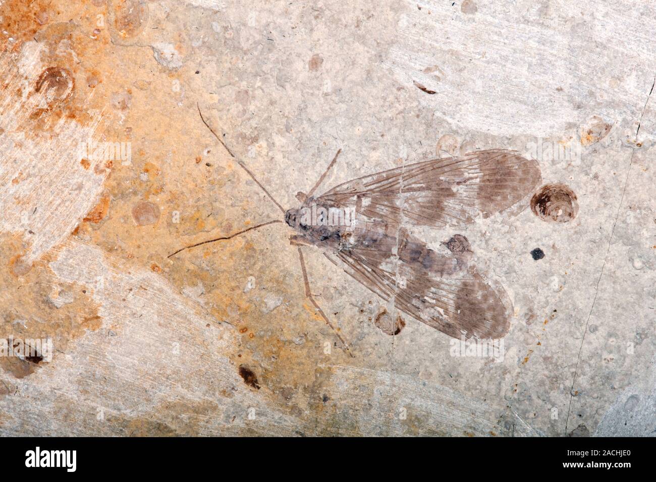 Jurasic Insect Insect fossil. This fossil dates from the Middle Jurassic period ...