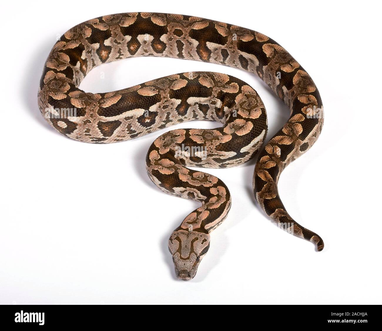 Dumeril's boa (Boa dumerili Stock Photo - Alamy
