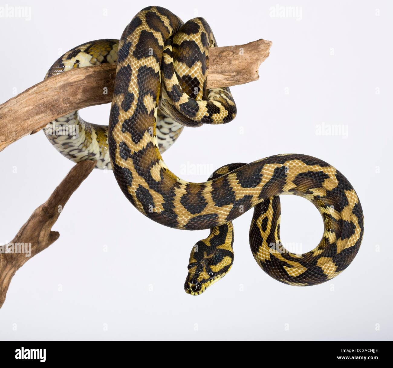 Royal python (Python regius ) on a branch. Stock Photo