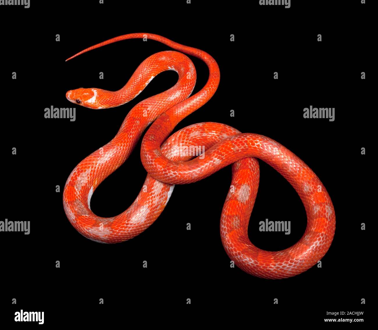 Corn snake (Elaphe guttata). This snake is also known as the red rat