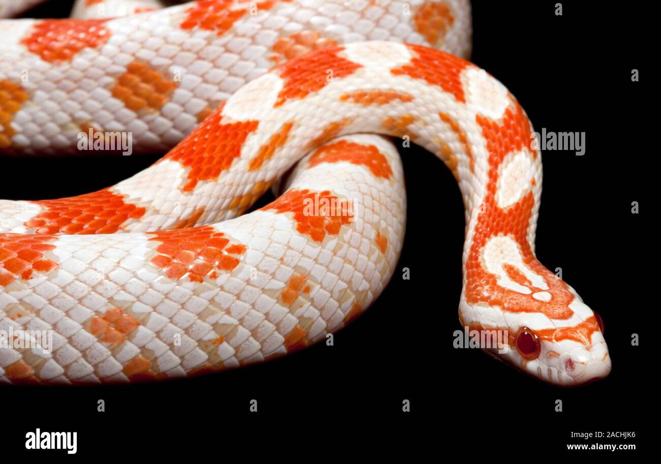 Albino corn snake (Elaphe guttata). This snake is also known as the red rat snake. This is the 'candy cane' colour variant Stock Photo - Alamy Albino Corn Snake (Elaphe Guttata). This Snake Is Also Known As The Red Rat Snake. This Is The 'Candy Cane' Colour Variant Stock Photo - Alamy