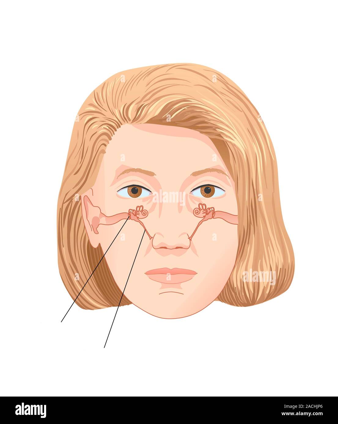 Internal ear. Artwork of a female face showing the structure of the