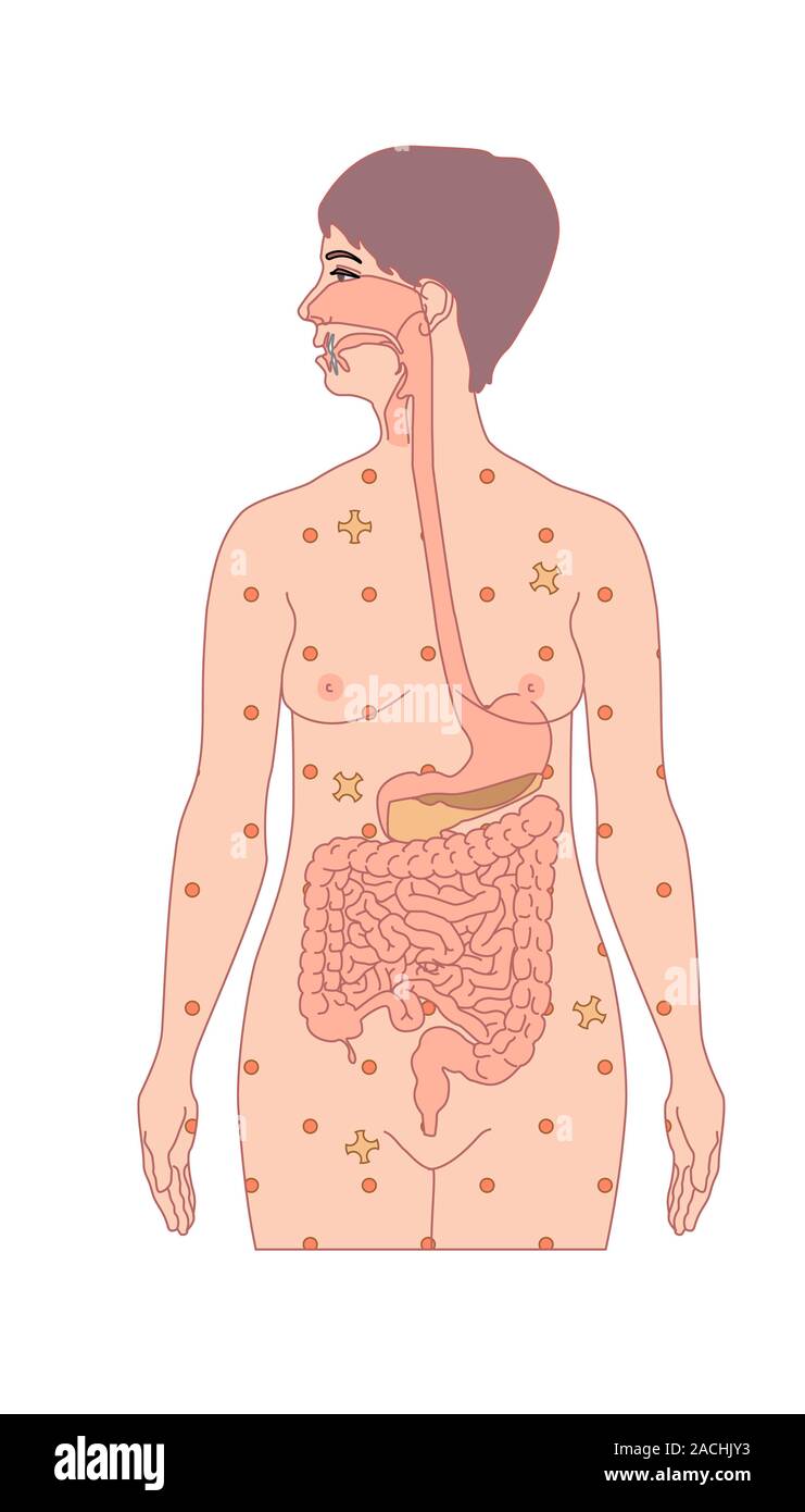 Normal blood glucose (sugar) levels. Artwork depicting the normal ...