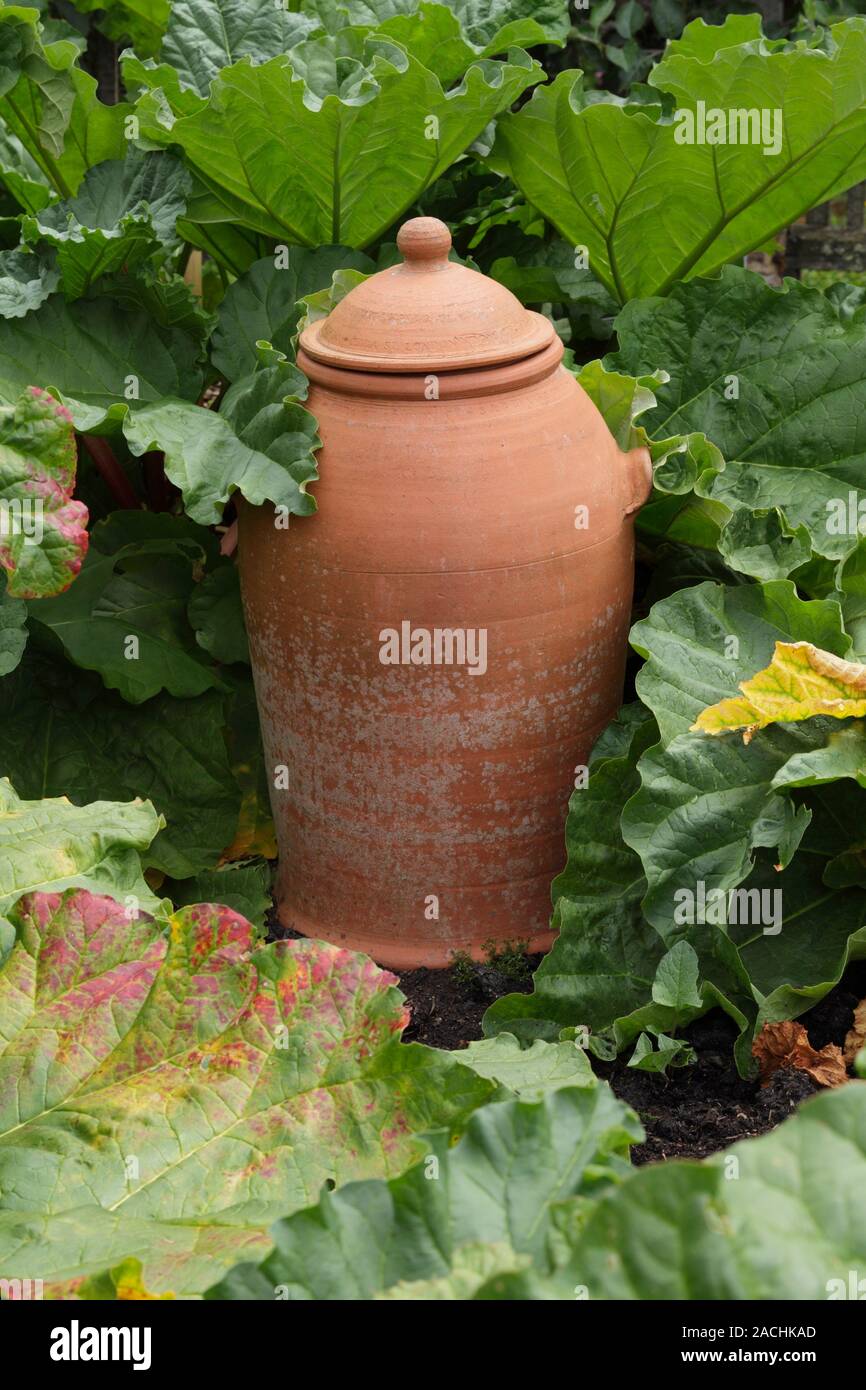 Terracotta rhubarb forcer amongst Rhubarb 'Glaskins Perpetual'. Stock Photo