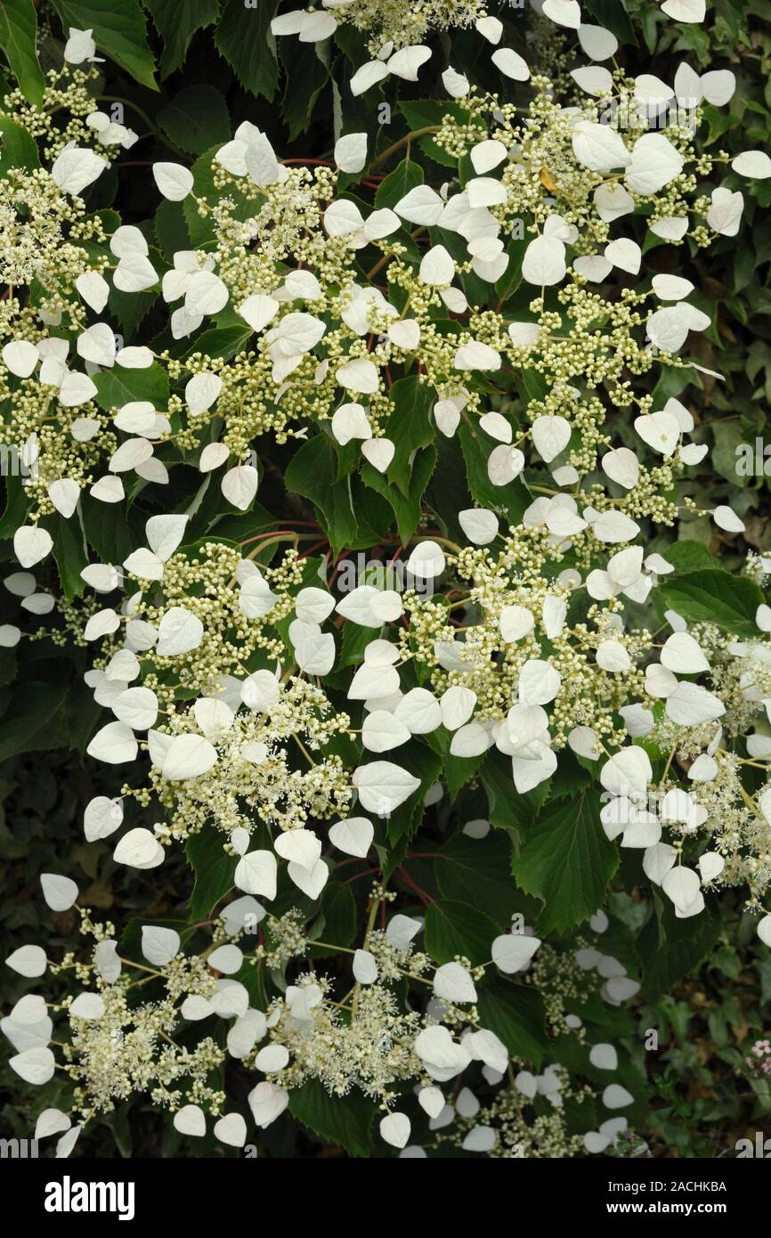 Schizophragma hydrangeoides. Stock Photo