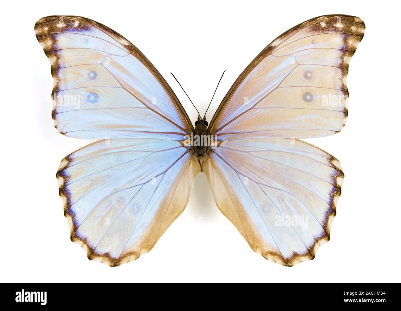 Male Godart’s morpho (Morpho godartii lachaumei) butterfly with its