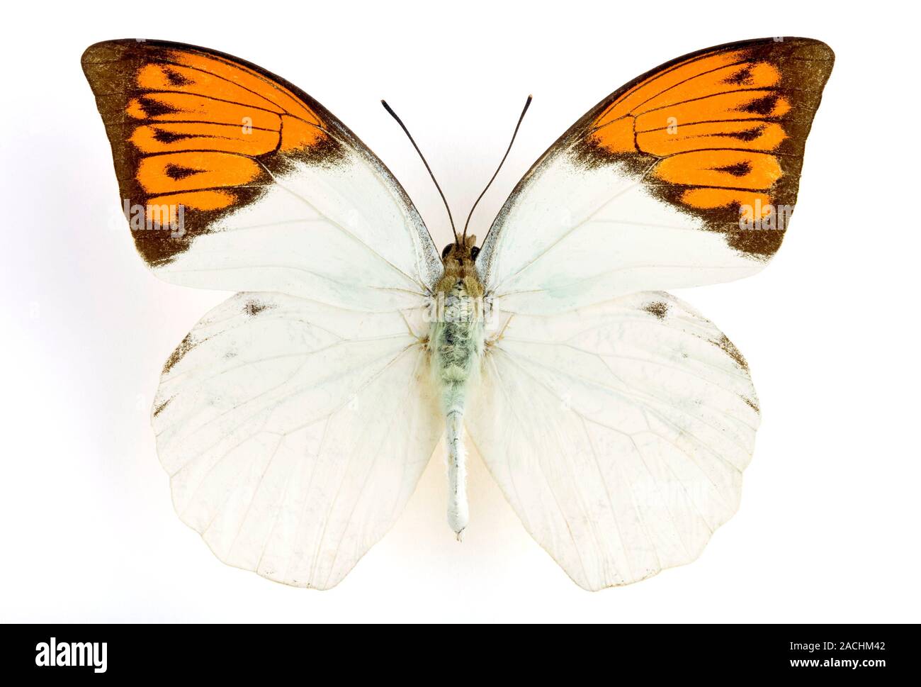 Great orange tip (Hebomoia glaucippe) butterfly with its wings spread. This species is native to Sulawesi, Indonesia. Stock Photo
