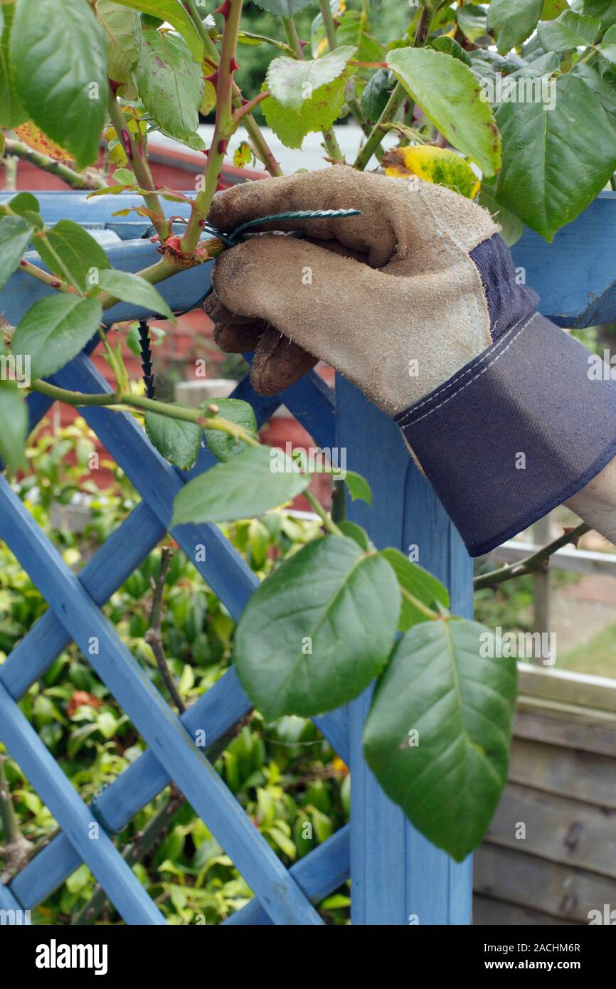 Using cabletype ties to tie up climbing Rose 'Dublin Bay' on to
