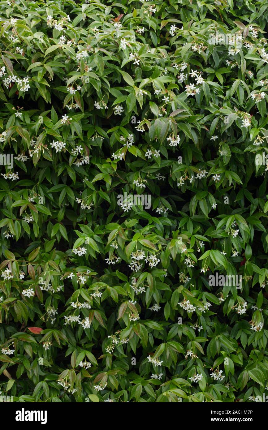 Confederate jasmine (Trachelospermum jasminoides) AGM Stock Photo Alamy