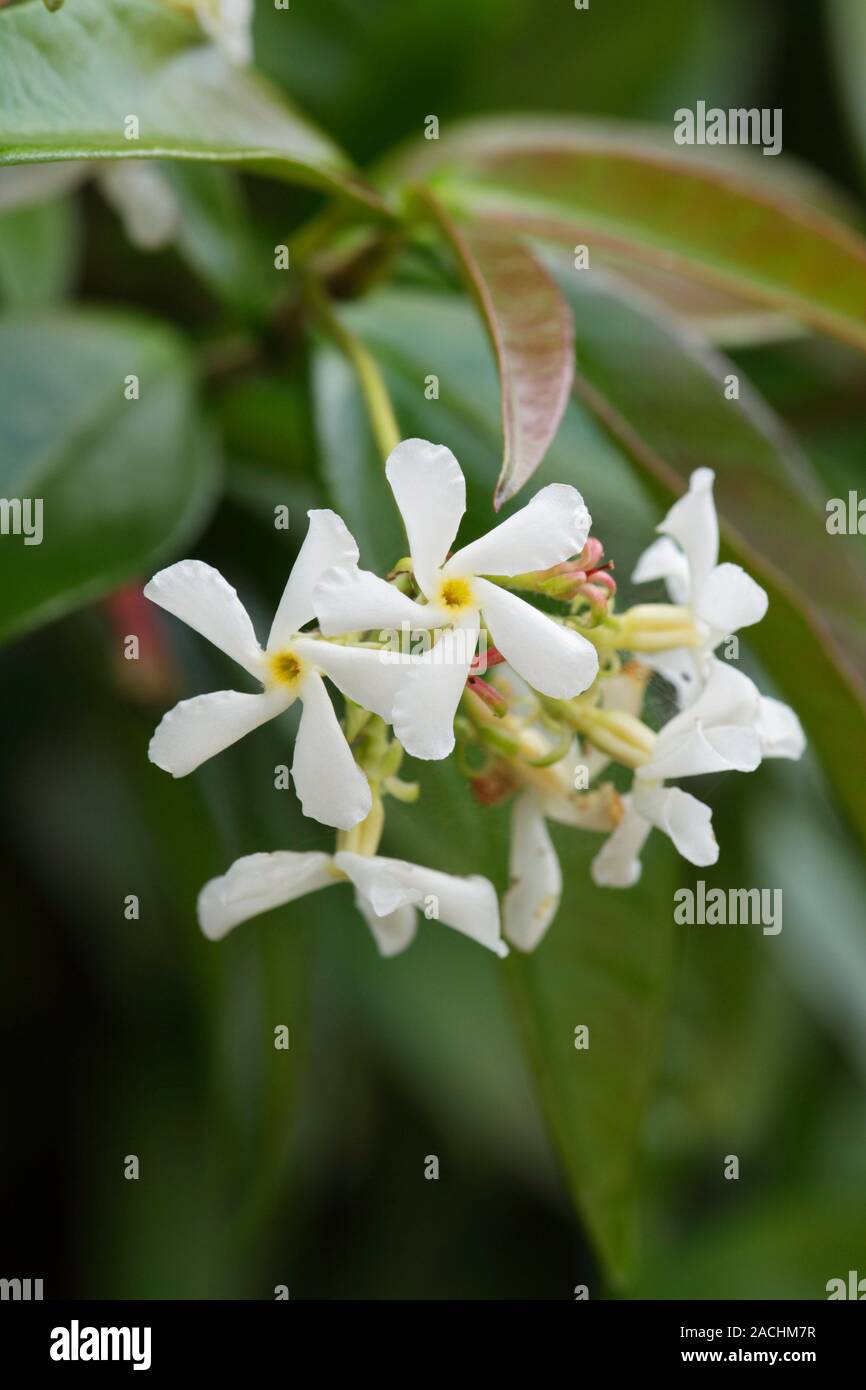 Confederate jasmine (Trachelospermum jasminoides) AGM Stock Photo Alamy