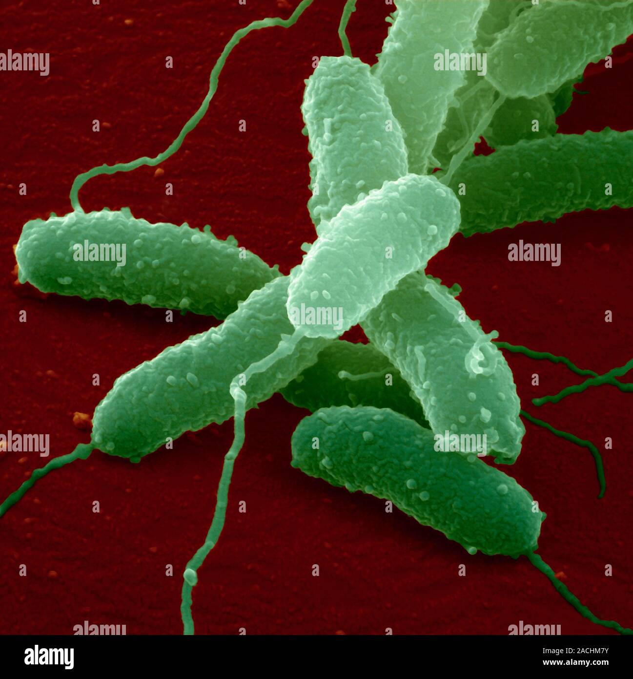 Бактерия вызывающая холеру